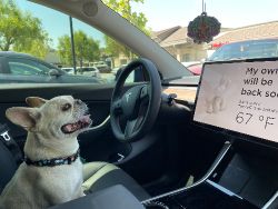 Tesla Model Y - Dog Mode